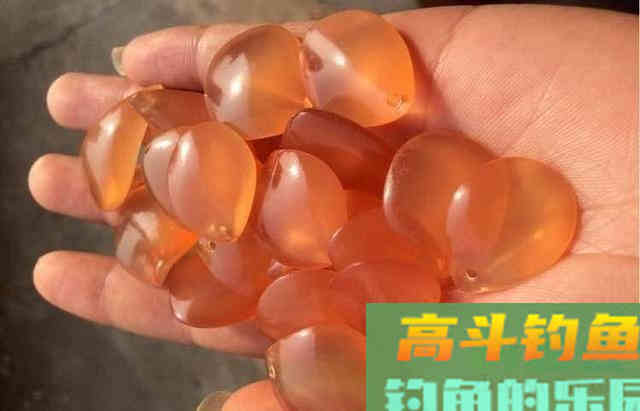 唯一一种鱼没牙齿贵的鱼，青鱼的无奈，四大家鱼中最难的一位