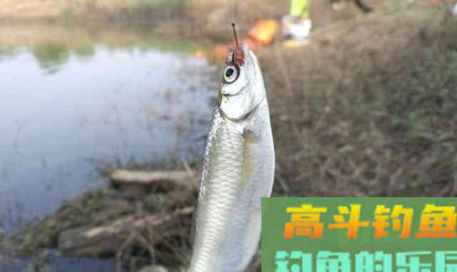 钓白条不只是饵料腥就可以,想收获多这几点要掌握 钓白条不只是饵料腥就可以,想收获多这几点要掌握