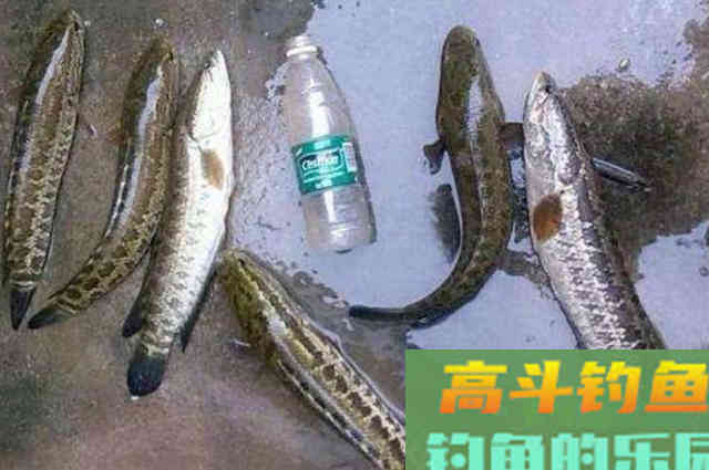 到了秋天，黑鱼只要按我这样钓
