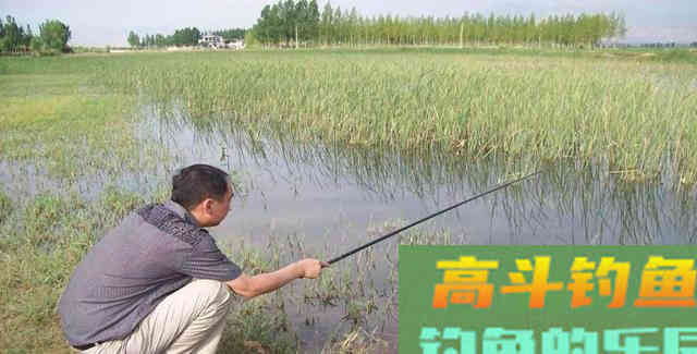 为何钓鲤上鱼多在早晚,午间却很难有中鱼的机会 为何钓鲤上鱼多在早晚,午间却很难有中鱼的机会