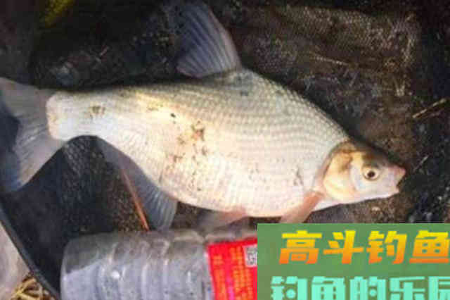 鳊鱼不管在哪钓,只需按我说的做,比狂拉鲫鱼还舒服 鳊鱼不管在哪钓,只需按我说的做,比狂拉鲫鱼还舒服