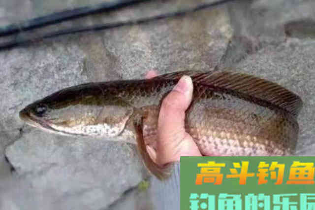 夏天一用这黑鱼钓法,天气再热,鱼护十有八九都会爆满 夏天一用这黑鱼钓法,天气再热,鱼护十有八九都会爆满