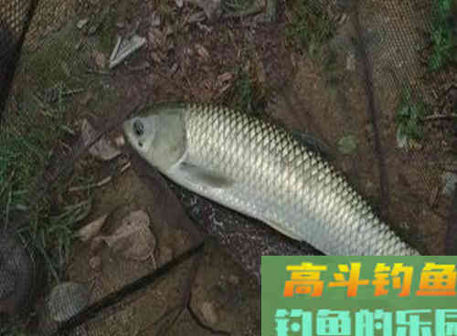 野生草鱼为什么夏季好钓,深秋却难钓?做好这3点即可 野生草鱼为什么夏季好钓,深秋却难钓?做好这3点即可