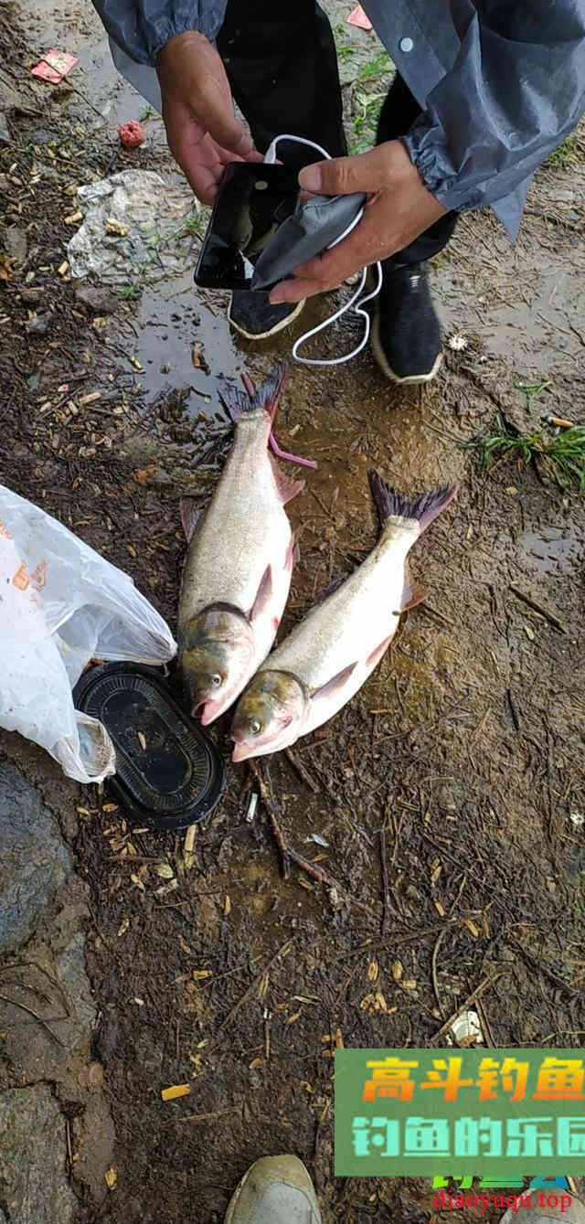春钓鲢鳙攻略，春季遛鱼拉力担当，全方位钓法分析
