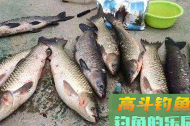 草鱼的3个钓法精髓,知道的人绝非泛泛之辈 草鱼的3个钓法精髓,知道的人绝非泛泛之辈