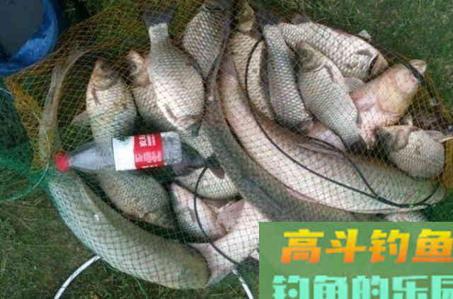立秋前，草鱼按我说的钓，就连老司机都拍手叫好