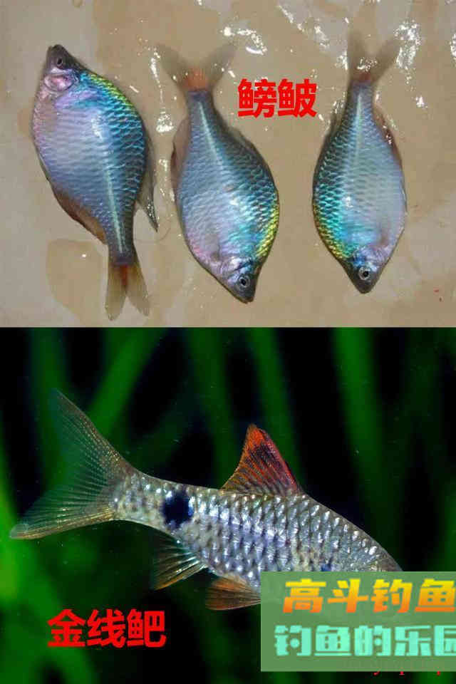 不要把这几种鱼弄错，和保护鱼种区别很小，避免惹麻烦