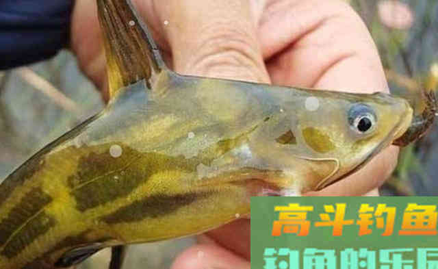 钓黄颡鱼时,掌握这些小技巧,连竿不断手感好 钓黄颡鱼时,掌握这些小技巧,连竿不断手感好