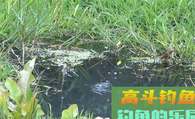 如果钓鲫鱼,只会钓底鱼口少一半 如果钓鲫鱼,只会钓底鱼口少一半