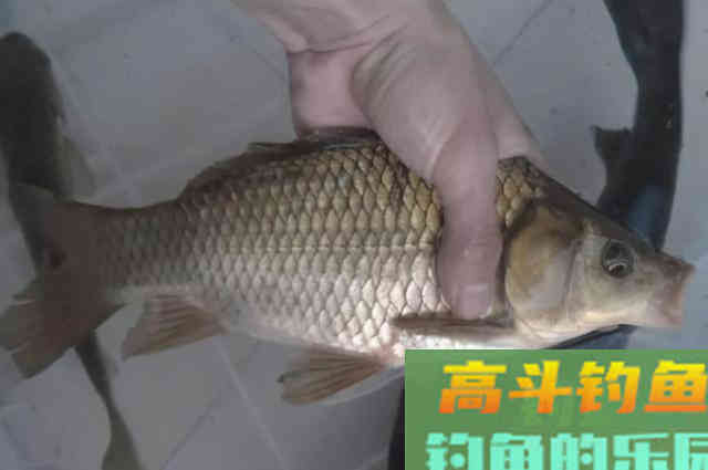 立冬前后,我只用这特色鲫鱼钓法 立冬前后,我只用这特色鲫鱼钓法