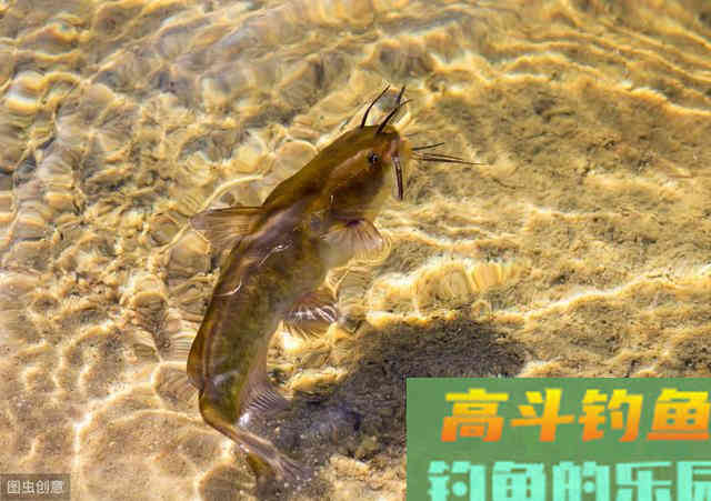 野外钓鲇鱼从习性开始研究 野外钓鲇鱼从习性开始研究