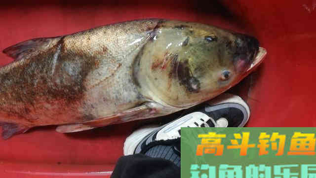 夏钓鲢鳙牢记这四大禁忌 夏钓鲢鳙牢记这四大禁忌