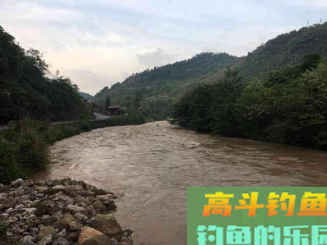 浑水钓黄颡的方法，特有效