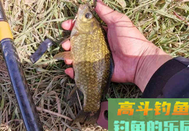 冬钓鲫鱼用多粗的线：0.8子线和0.4子线有何区别