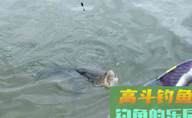 暮春南方大水域，详解如何垂钓大草鱼
