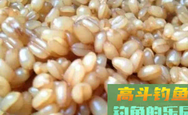 秋钓大鲫鱼,这款窝料鱼儿扎堆,使用效果好 秋钓大鲫鱼,这款窝料鱼儿扎堆,使用效果好