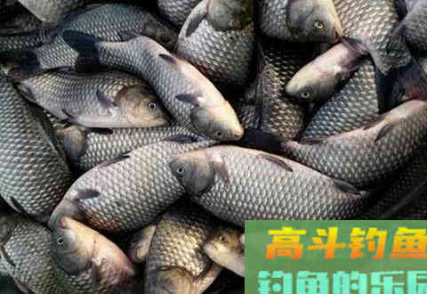 大鲫鱼该怎么钓？看大鲫鱼的基本配置