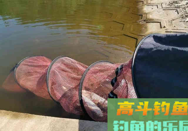 抛竿钓鲢鳙,新手试试我这个办法 抛竿钓鲢鳙,新手试试我这个办法