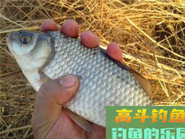 钓鲫鱼碰到大鱼吃钩怎么办？鱼竿、线组、鱼钩要搭配好