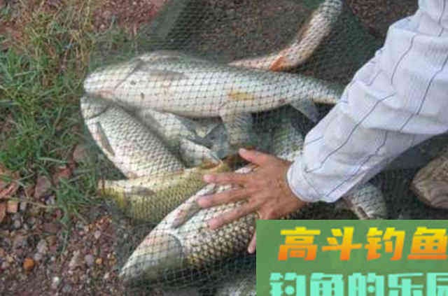 五月,草鱼只要按我说的钓,一周钓三次都不过瘾 五月,草鱼只要按我说的钓,一周钓三次都不过瘾