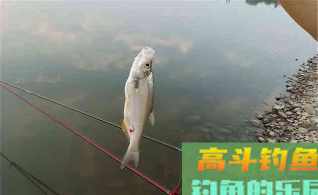 仲秋时节钓翘嘴,要用这种动态的钓法,翘嘴狂拉 仲秋时节钓翘嘴,要用这种动态的钓法,翘嘴狂拉
