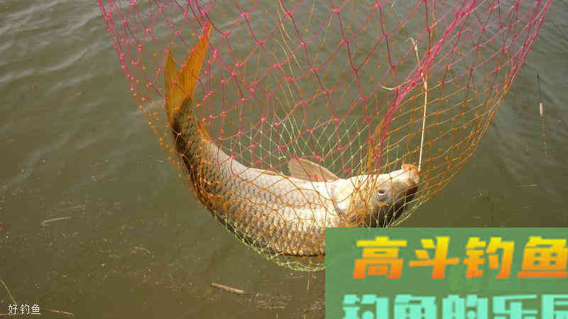 钓鲤鱼搭配鱼饵和溜鱼手法 钓鲤鱼搭配鱼饵和溜鱼手法
