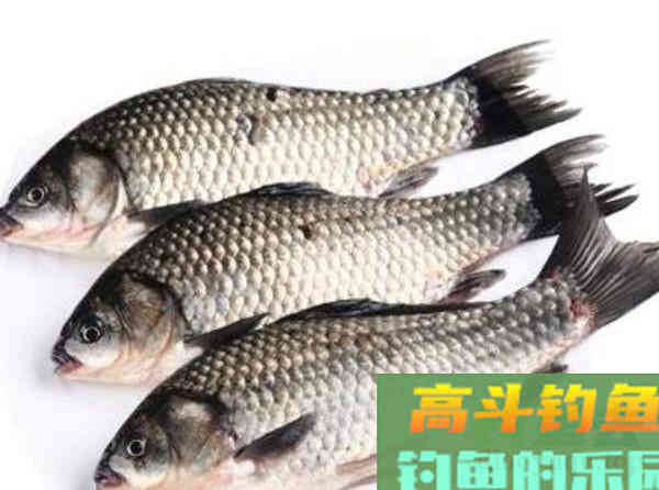 这几种土鲫鱼重达几公斤