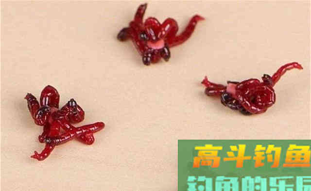 初冬钓鲫鱼,好用的虫饵有这3种 初冬钓鲫鱼,好用的虫饵有这3种