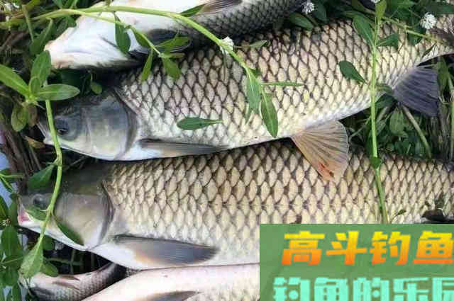 草鱼越大越不上钩?其实你错了 草鱼越大越不上钩?其实你错了