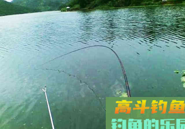 手竿钓鲢鳙其实不难，前提是得掌握这些技巧