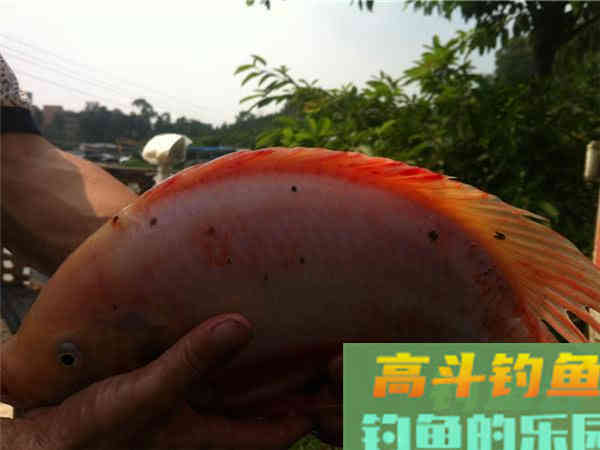 设么是红罗非鱼？红罗非是变种要该如何钓