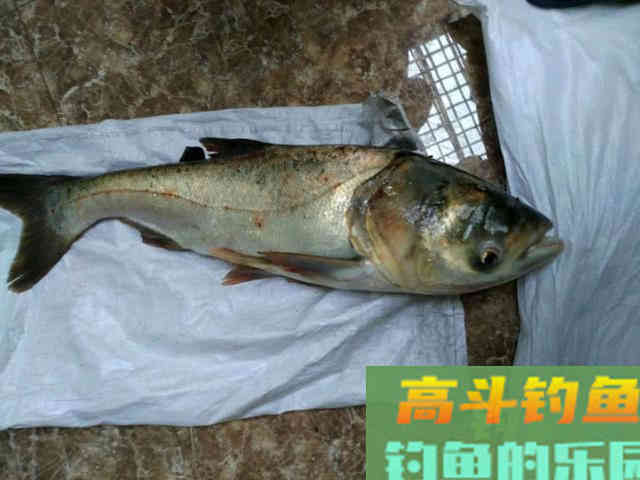 从3个方面掌握手竿钓鲢鳙的技巧，以后越钓越多