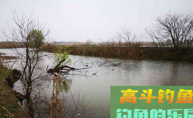 农村野河是主战场，在这4种位置下竿，钓大板鲫更容易