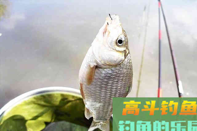 冬季鲫鱼虽然开口，但不注意这3点，钓不到也正常