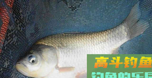 开春后,如何快速钓上大鲤鱼?只需3招,小白也行 开春后,如何快速钓上大鲤鱼?只需3招,小白也行