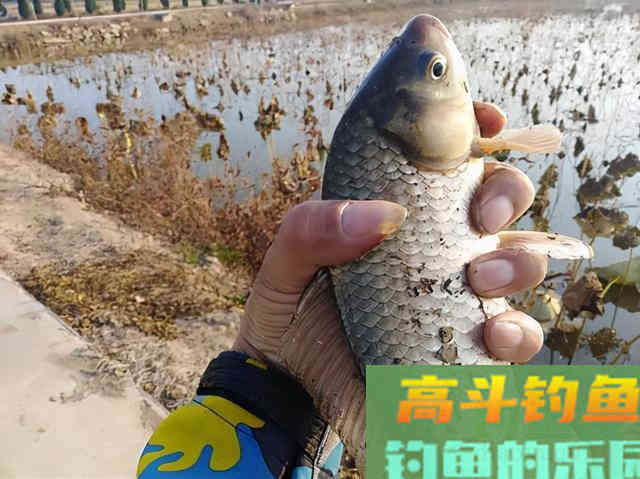 冬季钓鲫鱼,用这样的方法钓,钓到的都是大板鲫 冬季钓鲫鱼,用这样的方法钓,钓到的都是大板鲫