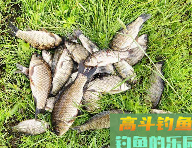 野钓鲫鱼,搓饵、拉饵、蚯蚓搭配散炮这样钓 野钓鲫鱼,搓饵、拉饵、蚯蚓搭配散炮这样钓