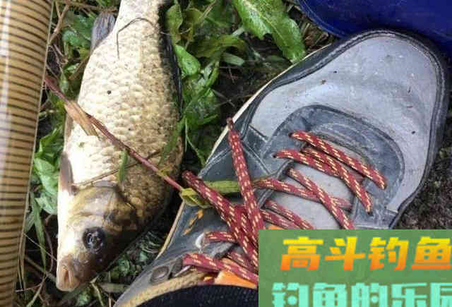拉饵抽窝钓鲫鱼反被杂鱼烦死?注意一个小细节就可能连杆 拉饵抽窝钓鲫鱼反被杂鱼烦死?注意一个小细节就可能连杆