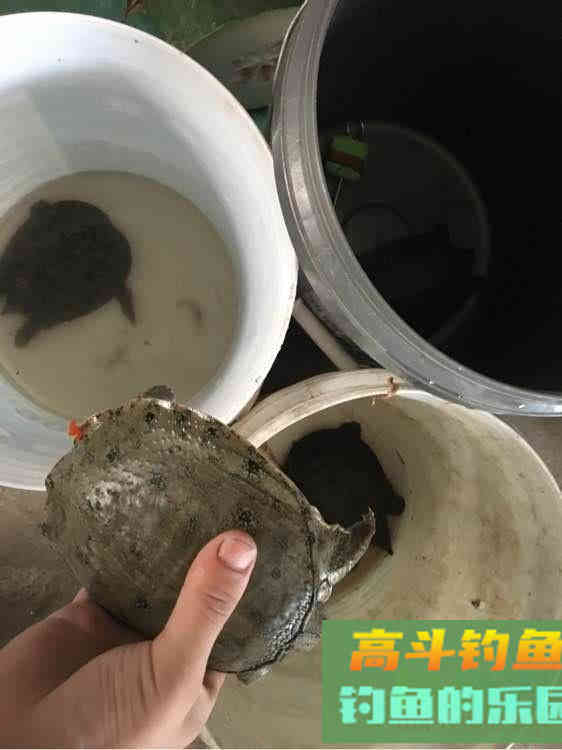 如何用猪肝钓甲鱼?运气好的时候一天能钓十几只 如何用猪肝钓甲鱼?运气好的时候一天能钓十几只