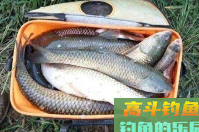 立秋过后，草鱼只要按我说的钓就爆护