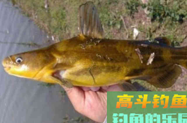 怪不得黄骨鱼钓了一尾又一尾,后悔才察觉这钓法 怪不得黄骨鱼钓了一尾又一尾,后悔才察觉这钓法
