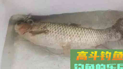 初夏钓草鱼只要熟悉以下这套钓法,收获会好 初夏钓草鱼只要熟悉以下这套钓法,收获会好