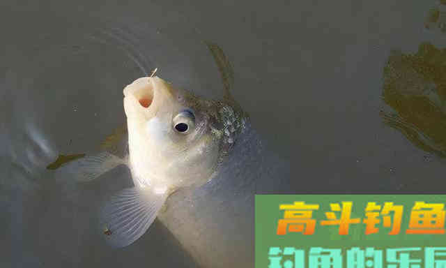 天气转凉降温后,鲫鱼应该怎么钓 天气转凉降温后,鲫鱼应该怎么钓