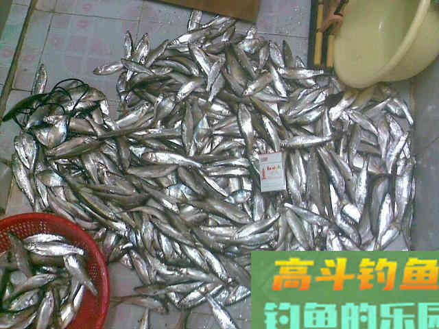 白条哭晕在油锅，批量钓法分享，也可只钓大的