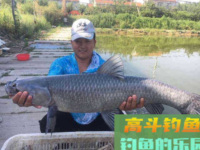 黑坑钓青鱼的钓组搭配，如何根据钓法选用