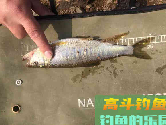 马口鱼怎么钓?比如蚂蟥钓法、苍蝇钓法、虾饵钓法等 马口鱼怎么钓?比如蚂蟥钓法、苍蝇钓法、虾饵钓法等