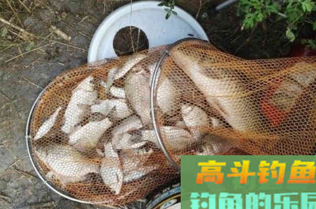 钓野生鲫鱼,最正确的4个鱼钩用法 钓野生鲫鱼,最正确的4个鱼钩用法