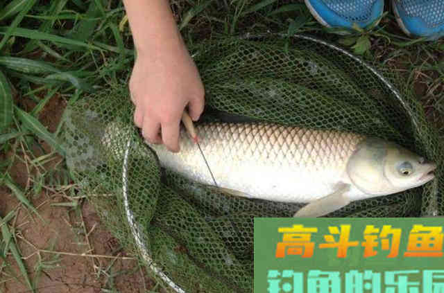 草鱼唯独按我说的钓，鱼竿才被拉的吱吱响