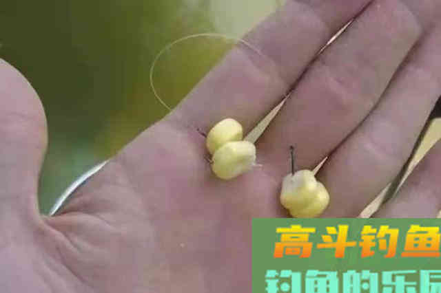 天气热,不是鳊鱼不好钓,只因你没按套路出牌 天气热,不是鳊鱼不好钓,只因你没按套路出牌
