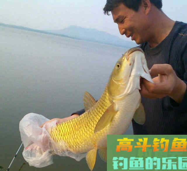 谁说大草鱼难钓?从四个方面探究,分享三种钓法 谁说大草鱼难钓?从四个方面探究,分享三种钓法
